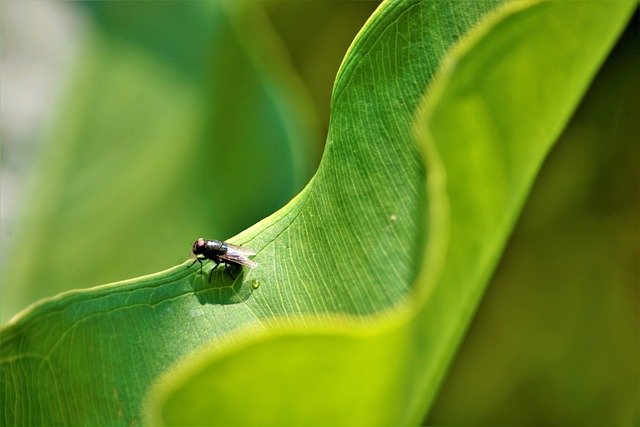 8 Organic Pest Control Methods For Gardens